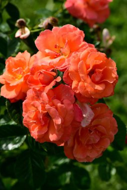 Turuncu ve pembe güller yeşil yaprak arka planında, yaz bahçesinde çiçek açarlar.