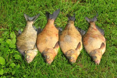 Nehrin kıyısındaki yeşil çimlerde yeni yakalanmış çipura