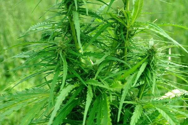 Cannabis Flor Maconha Botões Topo Planta Durante Outono Close — Fotografia de Stock