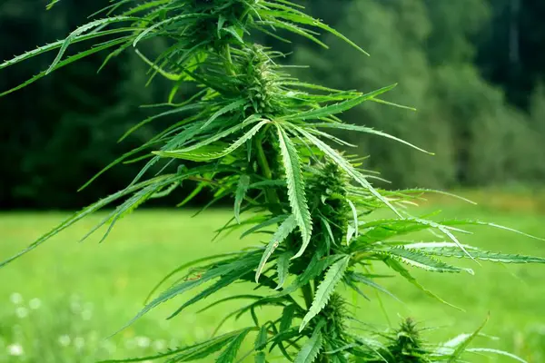 Cannabis Marijuana Flower Buds Top Plant Autumn Close — Stock Photo, Image