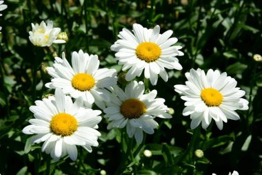 Papatya çiçekleri. Oxeye papatya, Bahçedeki yeşil alanda beyaz papatya