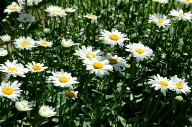 Papatya çiçekleri. Oxeye papatya, Bahçedeki yeşil alanda beyaz papatya