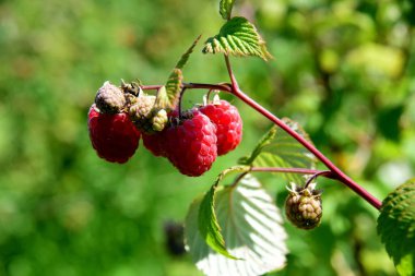 Kırmızı organik ahududular yaz boyunca bahçede yetişir.