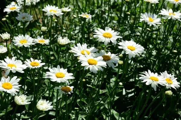 Kwitnienie Stokrotek Oko Stokrotka Biała Stokrotka Zielonym Polu Ogrodzie — Zdjęcie stockowe