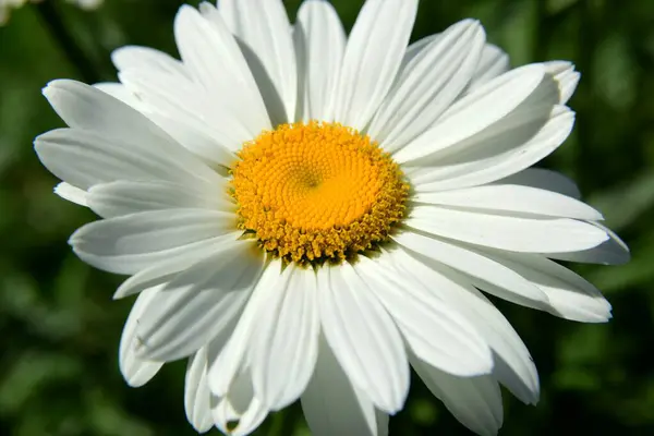 雏菊的花朵 草眼雏菊 花园绿地上的白菊 — 图库照片