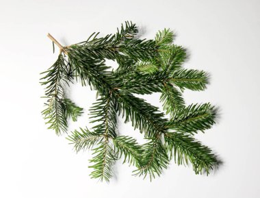 Beyaz arka planda yeşil köknar dalı. Noel arkaplanı