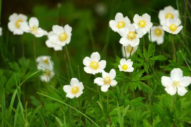          white anemones on field during summer. White wild flowr background. White flowers blooming on dark green background                       clipart