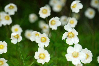          white anemones on field during summer. White wild flowr background. White flowers blooming on dark green background                       clipart