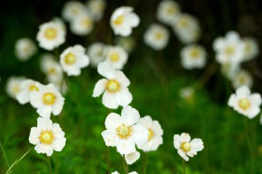          white anemones on field during summer. White wild flowr background. White flowers blooming on dark green background                       clipart