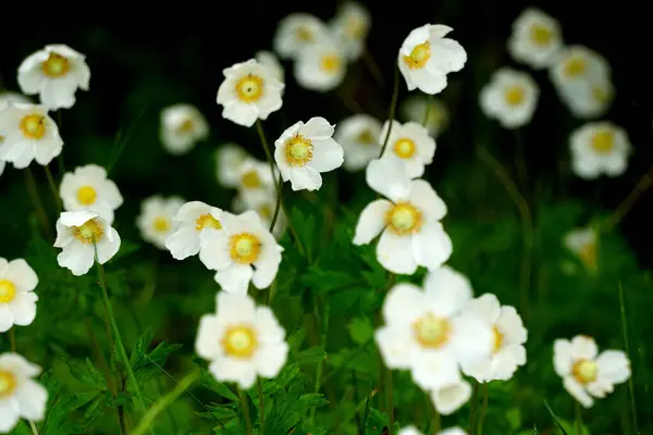 stock image          white anemones on field during summer. White wild flowr background. White flowers blooming on dark green background                      