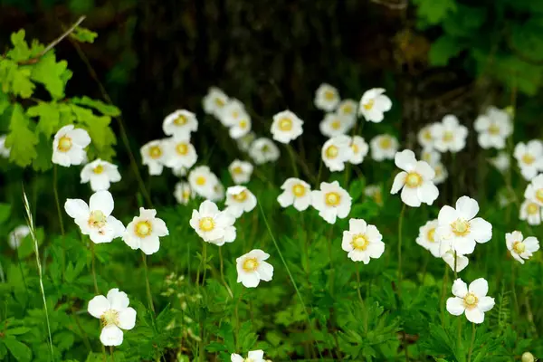 Stock image          white anemones on field during summer. White wild flowr background. White flowers blooming on dark green background                      