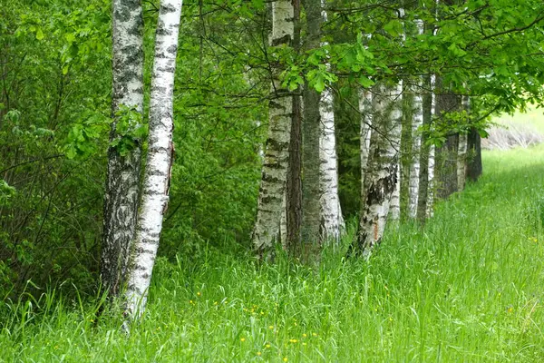 Stock image                Scenic view on colorful birch tree forest during summer. Birch grove in summer in Latvia                