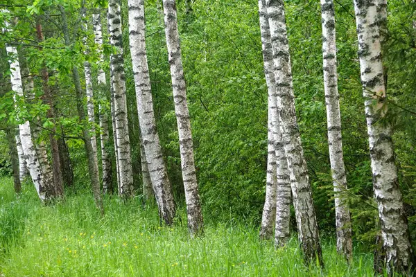 stock image                Scenic view on colorful birch tree forest during summer. Birch grove in summer in Latvia                