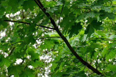  Islak akçaağaç yaprakları ve yağmur damlaları. Yeşil akçaağaç yaprakları yağmurdan sonra yeşil yapraklar bırakır                              