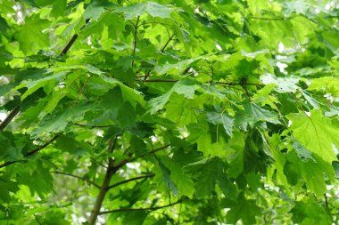  Islak akçaağaç yaprakları ve yağmur damlaları. Yeşil akçaağaç yaprakları yağmurdan sonra yeşil yapraklar bırakır                              