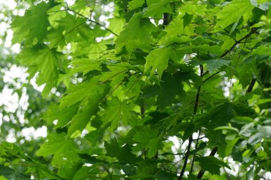  Islak akçaağaç yaprakları ve yağmur damlaları. Yeşil akçaağaç yaprakları yağmurdan sonra yeşil yapraklar bırakır                              