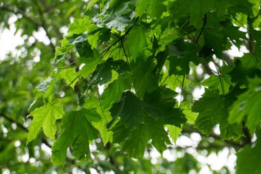  Islak akçaağaç yaprakları ve yağmur damlaları. Yeşil akçaağaç yaprakları yağmurdan sonra yeşil yapraklar bırakır                              