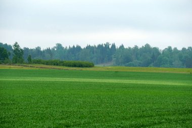         Bir yaz sabahı, ormanın ortasında ıslak çimenler. Orman ağaçları manzarası                      
