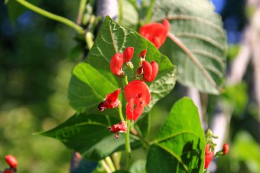 Güneşli bir günde yaprakları ve sapı olan kırmızı fasulye bahçesi. Runner Fasulyesi bitkisinin güzel kırmızı çiçekleri (Phaseolus coccineus 'Enorma')