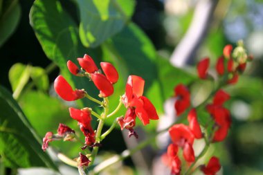 Güneşli bir günde yaprakları ve sapı olan kırmızı fasulye bahçesi. Runner Fasulyesi bitkisinin güzel kırmızı çiçekleri (Phaseolus coccineus 'Enorma')