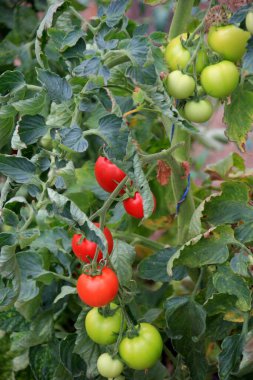 Seradaki kırmızı domatesler. Olgun ve olgunlaşmamış domatesler. Bir serada kırmızı ve yeşil domates yetişiyor.
