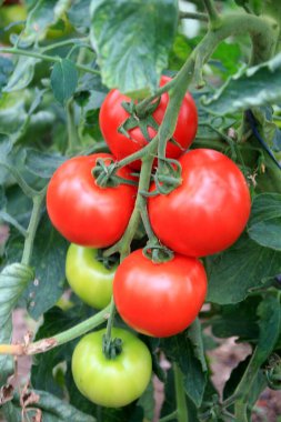 Seradaki kırmızı domatesler. Olgun ve olgunlaşmamış domatesler. Bir serada kırmızı ve yeşil domates yetişiyor.
