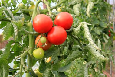 Seradaki kırmızı domatesler. Olgun ve olgunlaşmamış domatesler. Bir serada kırmızı ve yeşil domates yetişiyor.