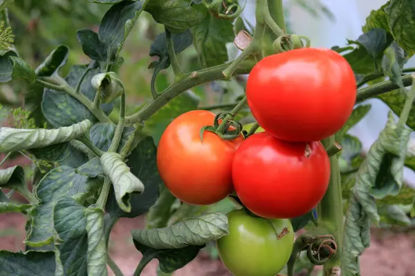 stock image Red tomatoes in the greenhouse. Both ripe and unripe tomatoes. Red and green growing tomatoes in a greenhouse