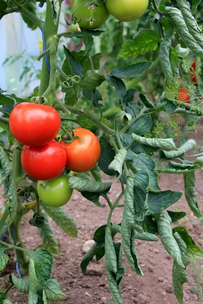 Seradaki kırmızı domatesler. Olgun ve olgunlaşmamış domatesler. Bir serada kırmızı ve yeşil domates yetişiyor.