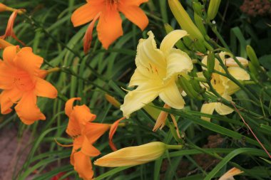 Lily, Norton Hall, bahçede renkli zambaklar. Güzel çiçekleri yakından çek.