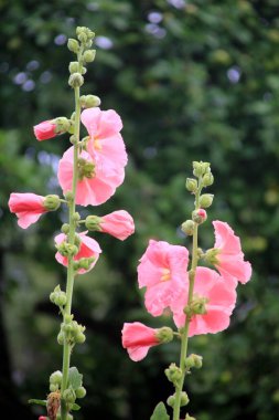 Hollyhock çiçekleri çiçek açmış. Güzel Malva çiçekleri. Sıradan gülhatmi çiçekleri