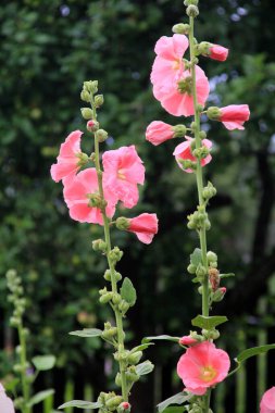 Hollyhock çiçekleri çiçek açmış. Güzel Malva çiçekleri. Sıradan gülhatmi çiçekleri