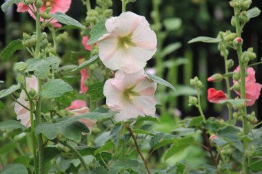 Hollyhock çiçekleri çiçek açmış. Güzel Malva çiçekleri. Sıradan gülhatmi çiçekleri