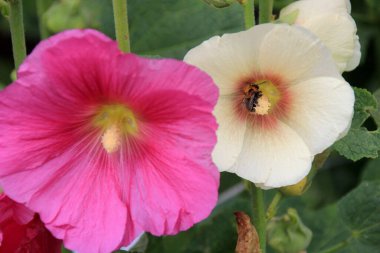 Hollyhock çiçekleri çiçek açmış. Güzel Malva çiçekleri. Sıradan gülhatmi çiçekleri