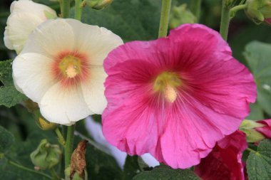 Hollyhock çiçekleri çiçek açmış. Güzel Malva çiçekleri. Sıradan gülhatmi çiçekleri