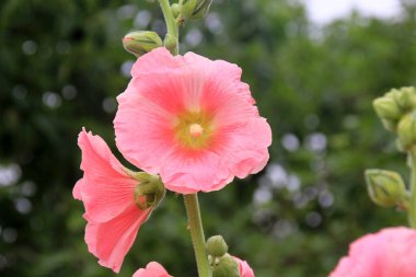 Hollyhock flowers are in bloom. Beautiful  Malva flowers close-up. flowers of common hollyhock clipart