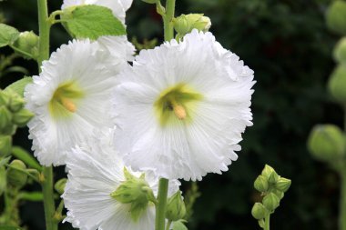 Hollyhock flowers are in bloom. Beautiful  Malva flowers close-up. flowers of common hollyhock clipart