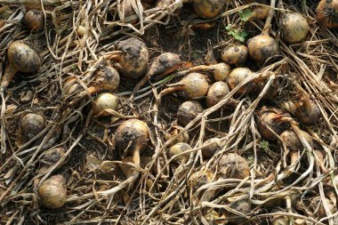  Bahçeden soğan topladım. Taze soğan arka planı. Serada taze soğan var. Organik sebzeler                              