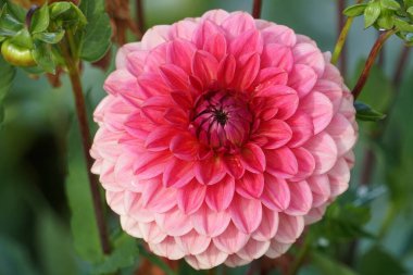             Bahçede leylak mor desenli yıldız çiçeği. Çiçek açan pembe yıldız çiçekleri, çiçek arkaplan                   