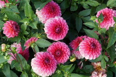    Bahçede leylak mor desenli yıldız çiçeği. Çiçek açan pembe yıldız çiçekleri, çiçek arkaplan                            