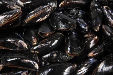 Beyaz arka planda izole edilmiş taze midye. Plastik kutuda taze midyeler.