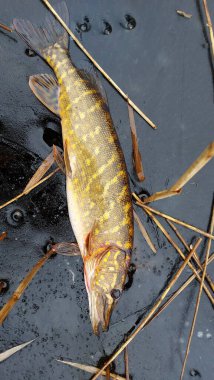 Kışın Kuzey Turna balığı. Kışın buzdan balık avı