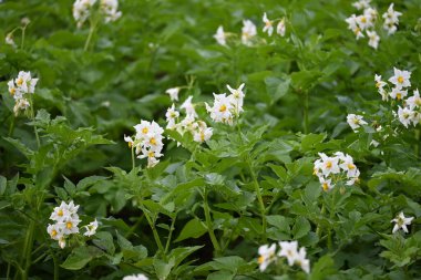 Yaz boyunca çiçek açan patates tarlası. Bir çiftçi tarlasının beyaz çiçekleri. Organik Patates Bitkisi. 