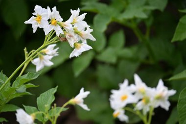 Yaz boyunca çiçek açan patates tarlası. Bir çiftçi tarlasının beyaz çiçekleri. Organik Patates Bitkisi. 