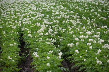 Yaz boyunca çiçek açan patates tarlası. Bir çiftçi tarlasının beyaz çiçekleri. Organik Patates Bitkisi. 