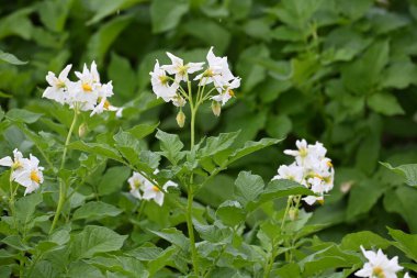 Yaz boyunca çiçek açan patates tarlası. Bir çiftçi tarlasının beyaz çiçekleri. Organik Patates Bitkisi. 