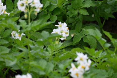 Yaz boyunca çiçek açan patates tarlası. Bir çiftçi tarlasının beyaz çiçekleri. Organik Patates Bitkisi. 