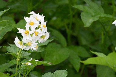 Yaz boyunca çiçek açan patates tarlası. Bir çiftçi tarlasının beyaz çiçekleri. Organik Patates Bitkisi. 