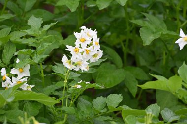 Yaz boyunca çiçek açan patates tarlası. Bir çiftçi tarlasının beyaz çiçekleri. Organik Patates Bitkisi. 