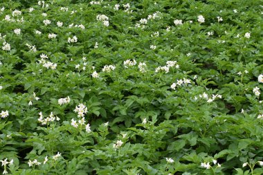 Yaz boyunca çiçek açan patates tarlası. Bir çiftçi tarlasının beyaz çiçekleri. Organik Patates Bitkisi. 